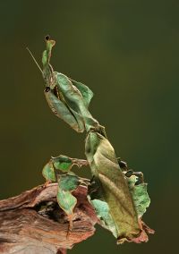  Dorosła samica Phyllocrania paradoxa
Foto: Igor Siwanowicz