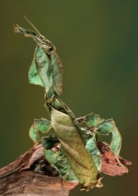  Dorosła samica Phyllocrania paradoxa
Foto: Igor Siwanowicz