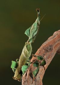  Dorosła samica Phyllocrania paradoxa
Foto: Igor Siwanowicz