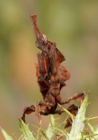  Larwa Phyllocrania paradoxa
Foto: Igor Siwanowicz