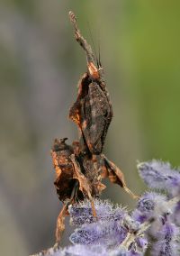  Larwa Phyllocrania paradoxa
Foto: Igor Siwanowicz