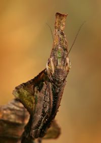  Larwa Phyllocrania paradoxa
Foto: Igor Siwanowicz