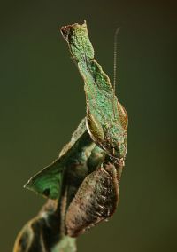  Larwa Phyllocrania paradoxa
Foto: Igor Siwanowicz