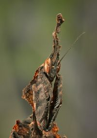  Larwa Phyllocrania paradoxa
Foto: Igor Siwanowicz