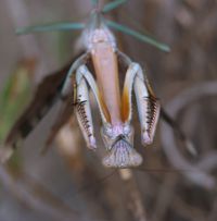  Samica Plistospilota guineensis w pozie odstraszającej
Foto: Jakub Urbański