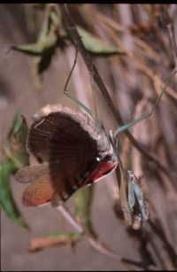  Samica Plistospilota guineensis w pozie odstraszającej
Foto: Jakub Urbański