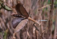  Samica Plistospilota guineensis w pozie odstraszającej
Foto: Jakub Urbański