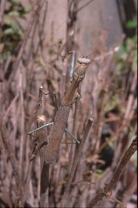  Samica Plistospilota guineensis 
Foto: Jakub Urbański