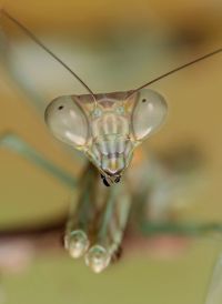  Plistospilota guineensis subimago
Foto: Igor Siwanowicz
