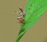  Pnigomantis medioconstricta pierwszy posiłek
Foto: Piotr Hołoweńko