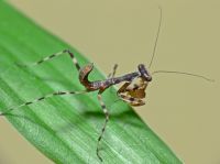  Pnigomantis medioconstricta
Foto: Piotr Hołoweńko