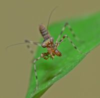  Pnigomantis medioconstricta apetyt dopisuje
Foto: Piotr Hołoweńko