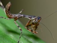  Pnigomantis medioconstricta - już teraz widać charakterystyczny kształt pronotum
Foto: Piotr Hołoweńko