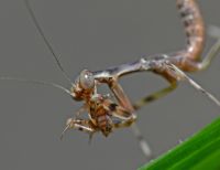  Pnigomantis medioconstricta  - po wyjściu z kokonu modliszki są ciemnego brązowego koloru
Foto: Piotr Hołoweńko