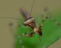  Pnigomantis medioconstricta  -  maluchy mają około 7 mm
Foto: Piotr Hołoweńko