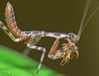  Pnigomantis medioconstricta -  z jednego kokonu wychodzi około 120 młodych
Foto: Piotr Hołoweńko