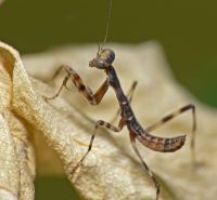  Pnigomantis medioconstricta -ubarwienie młodych odpowiada kolorem suchemu środowisku ich występowania