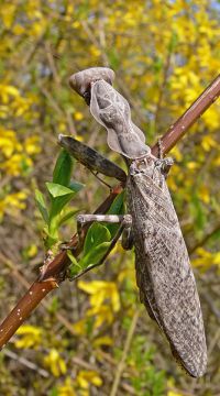  Pnigomantis medioconstricta -dorosła samica
Foto: Piotr Hołoweńko