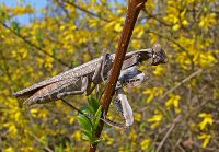  Pnigomantis medioconstricta -potężne odnóża chwytne
Foto: Piotr Hołoweńko