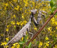  Pnigomantis medioconstricta -w pełnej krasie