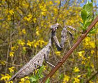  Pnigomantis medioconstricta -dorosła samica ma około 9 cm
Foto: Piotr Hołoweńko