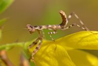  Pnigomantis medioconstricta -larwa L3
Foto: Piotr Hołoweńko