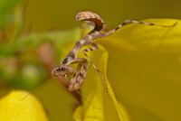  Pnigomantis medioconstricta -larwa L3
Foto: Piotr Hołoweńko