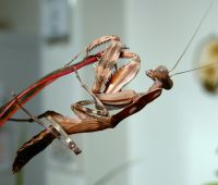  Pnigomantis medioconstricta -samiec subimago
Foto: Piotr Hołoweńko