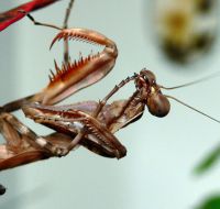  Pnigomantis medioconstricta -widok szczegółowy
Foto: Piotr Hołoweńko