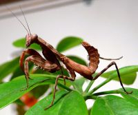  Pnigomantis medioconstricta -zawiązki skrzydeł jeszcze cienkie
Foto: Piotr Hołoweńko