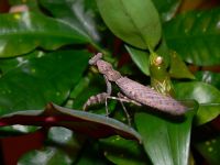  Pnigomantis medioconstricta -dorosły samiec
Foto: Piotr Hołoweńko