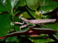  Pnigomantis medioconstricta -delikatny samiec ale kończyny chwytne mocarne
Foto: Piotr Hołoweńko