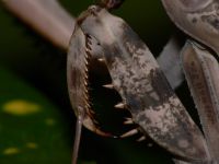  Pnigomantis medioconstricta -narzędzie zbrodni
Foto: Piotr Hołoweńko