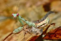  Pnigomantis medioconstricta -zielonkawa larwa L4
Foto: Piotr Hołoweńko