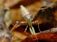  Pnigomantis medioconstricta -jedynie samice przybierają zielony kolor
Foto: Piotr Hołoweńko