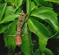  Pnigomantis medioconstricta -samiec subimago
Foto: Piotr Hołoweńko