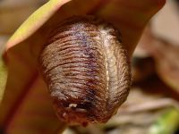  Pnigomantis medioconstricta -z kokonu wychodzi około 120 -150 młodych
Foto: Piotr Hołoweńko