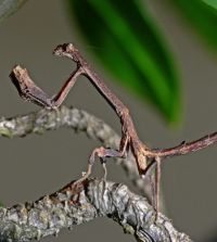  Samiec Popa spurca crassa 
Foto: Piotr Hołoweńko