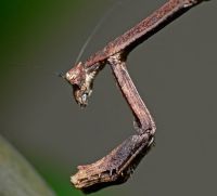  Samica Popa spurca crassa 
Foto: Piotr Hołoweńko