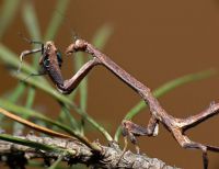  Samica Popa spurca crassa 
Foto: Piotr Hołoweńko
