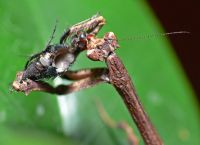  Samica Popa spurca crassa w trakcie posiłku 
Foto: Piotr Hołoweńko