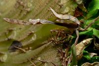  Pseudempusa pinnapavonis zaniepokojone zamierają w tej właśnie pozie
Foto: Piotr Hołoweńko