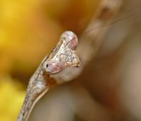  Pseudempusa pinnapavonis głowa larwy
Foto: Piotr Hołoweńko