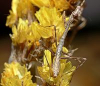  Pseudempusa pinnapavonis zaskoczone opadają na ziemię u udają martwe
Foto: Piotr Hołoweńko