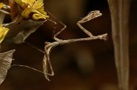  Pseudempusa pinnapavonis po wyjściu z kokonu mierzą prawie 1,5 centymetra 
Foto: Piotr Hołoweńko