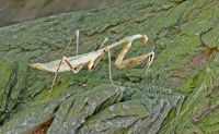  Pseudempusa pinnapavonis samica
Foto: Piotr Hołoweńko