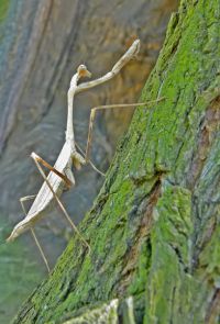  Pseudempusa pinnapavonis samica
Foto: Piotr Hołoweńko