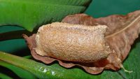  Pseudempusa pinnapavonis kokon 
Foto: Piotr Hołoweńko