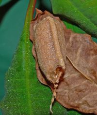  Pseudempusa pinnapavonis kokon
Foto: Piotr Hołoweńko