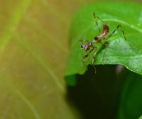  Pseudempusa pinnapavonis świeżo wykluta larwa
Foto: Piotr Hołoweńko